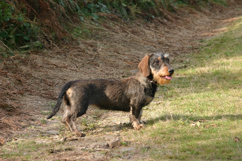 Cantha du bois de Longroix